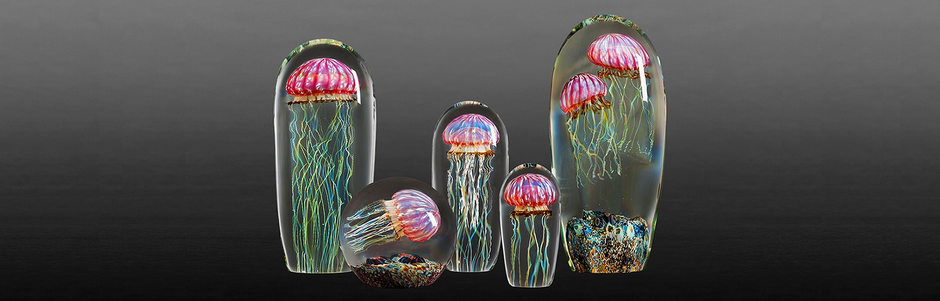 Jellyfish collections