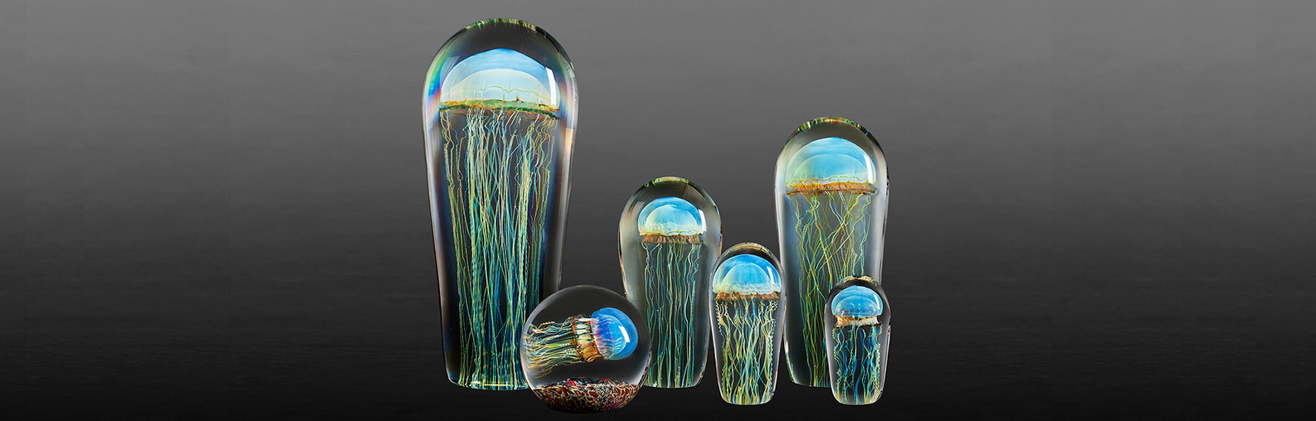 Jellyfish collections