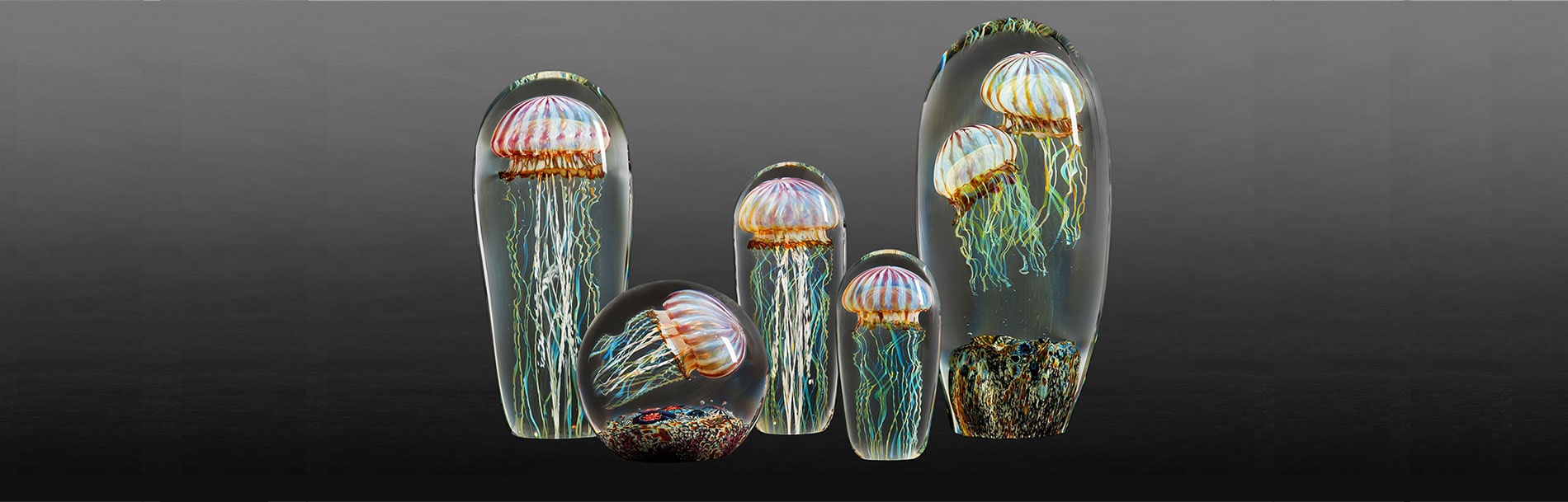 Jellyfish collections