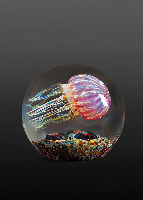 Gold Ruby Side Swimmer Jellyfish